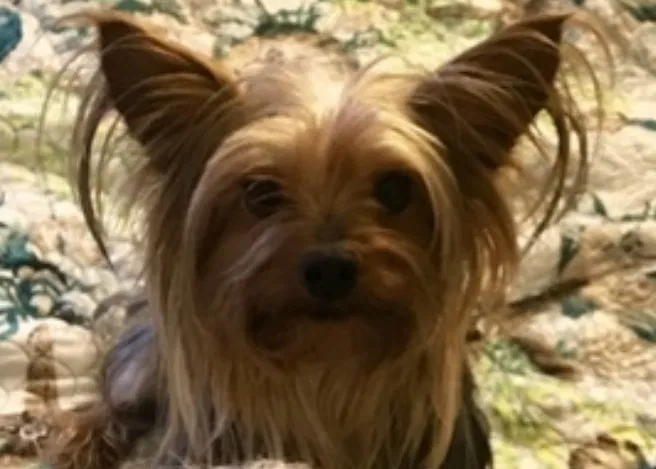 Lost dog in Tampa, FL, 33625