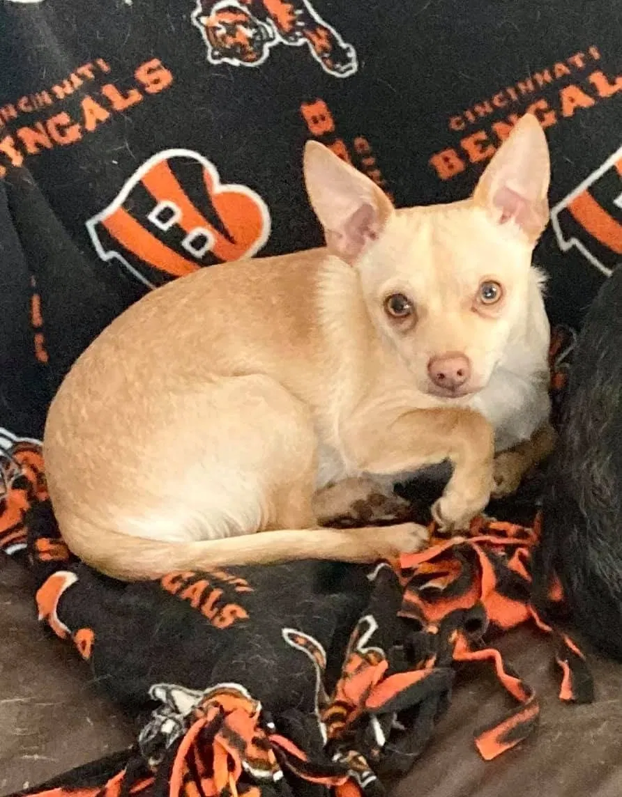 Lost dog in Newport, KY, 41071