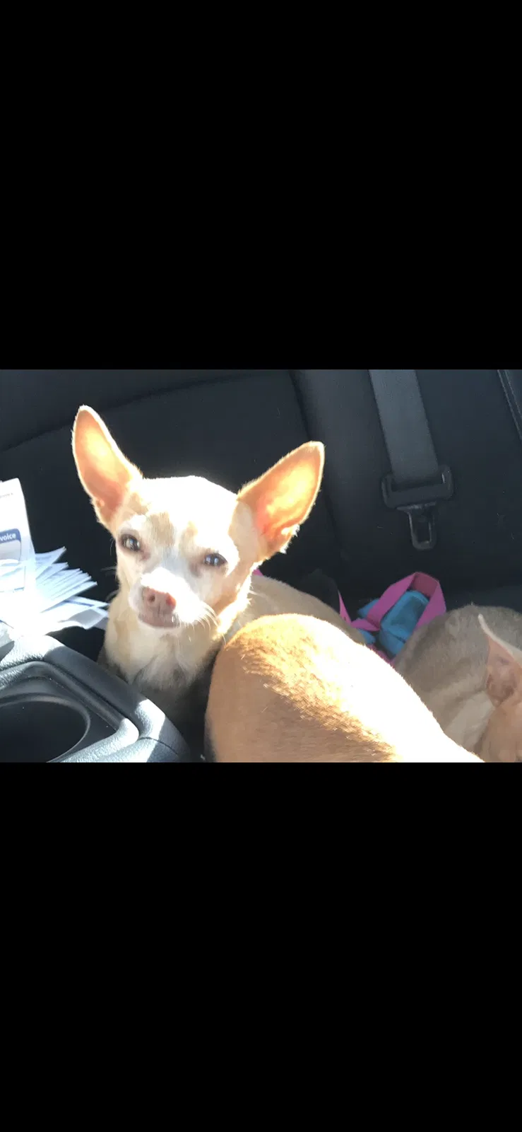 Lost dog in Pompano Beach, FL, 33062