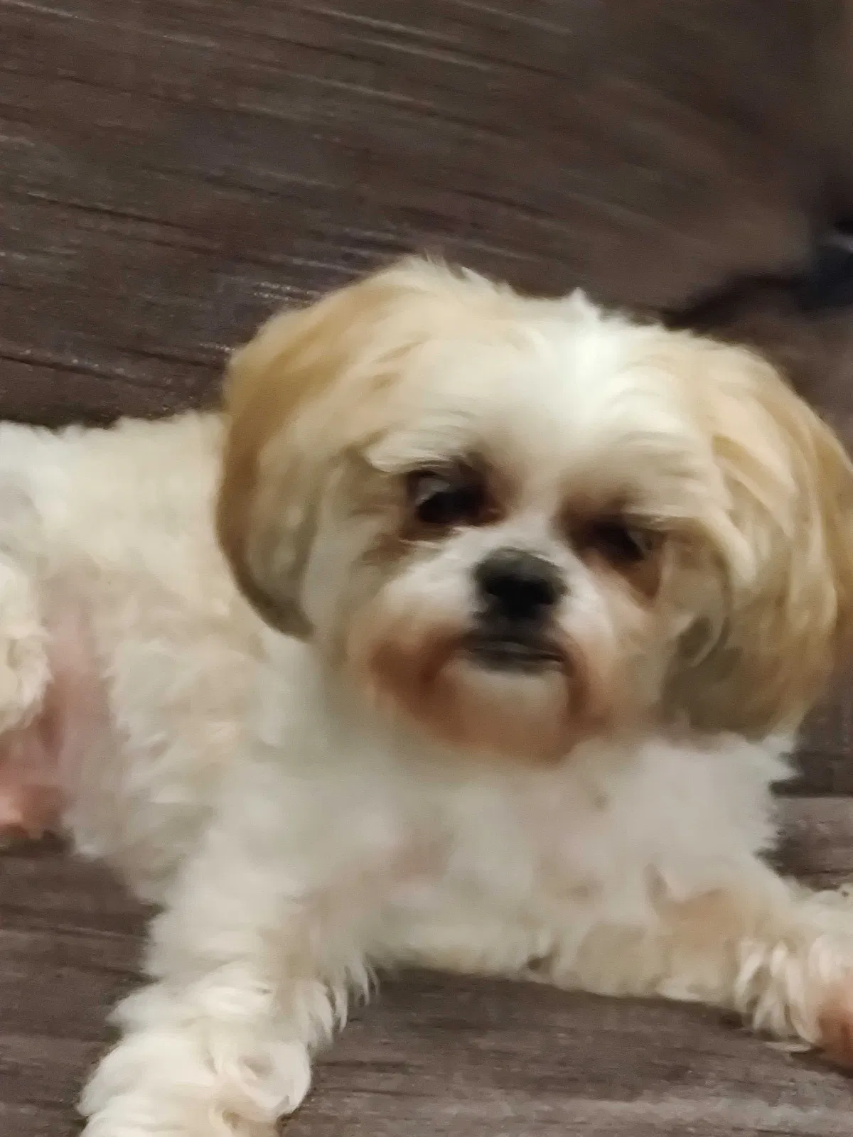 Lost dog in Coweta, OK, 74429