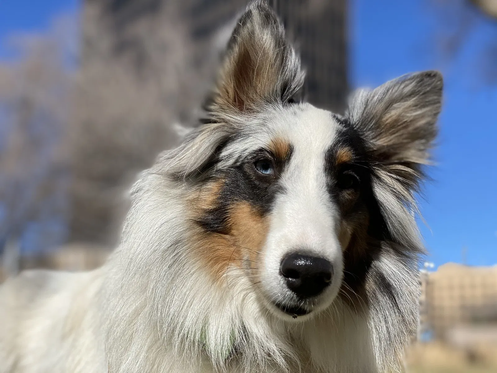 Lost dog in Lubbock, TX, 79415