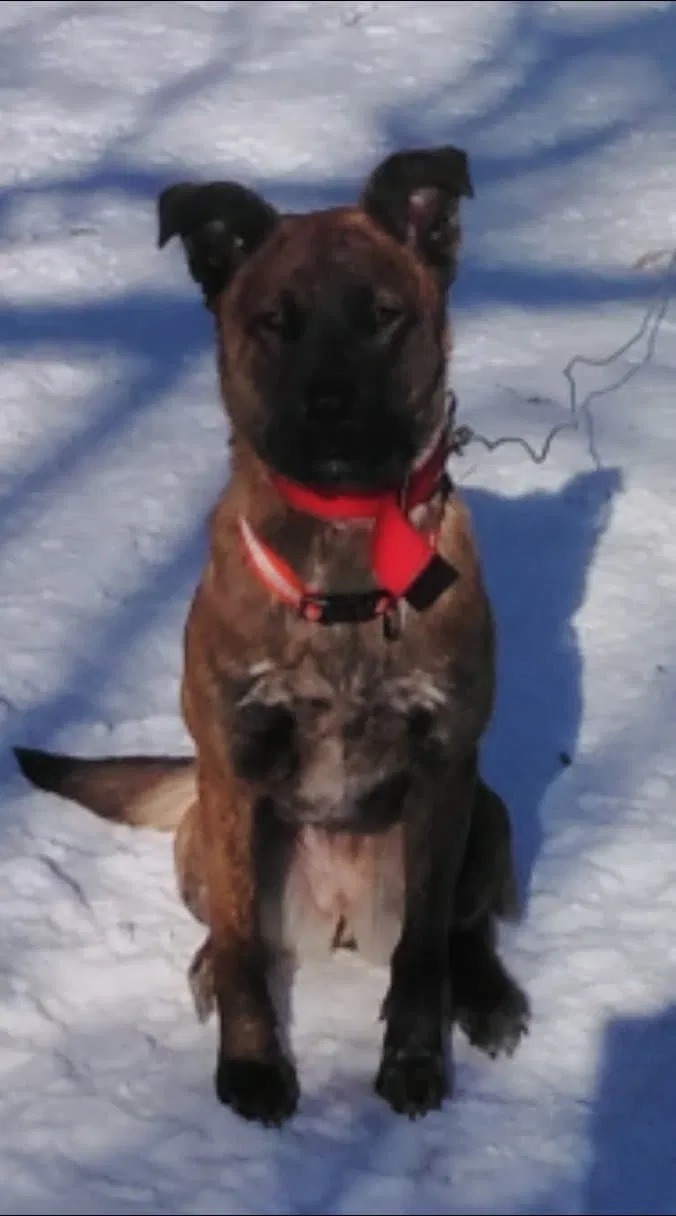 Lost dog in Jasper, AR, 72641
