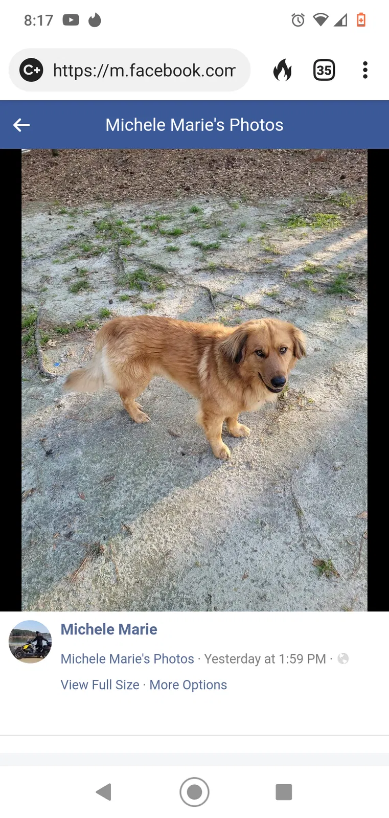 Lost dog in Irmo, SC, 29063