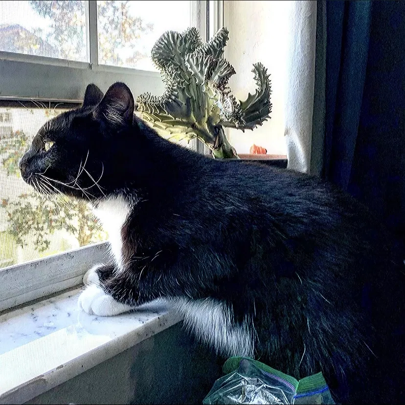 Lost cat in Lady Lake, FL, 32159