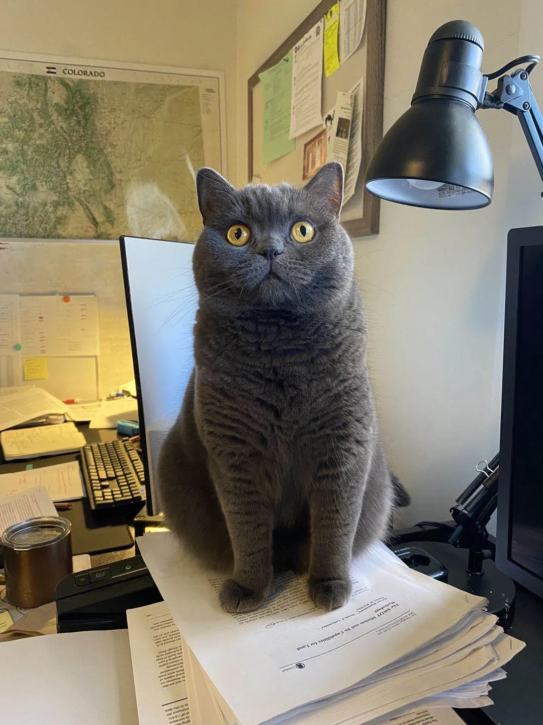 Lost cat in Manhattan, KS, 66502