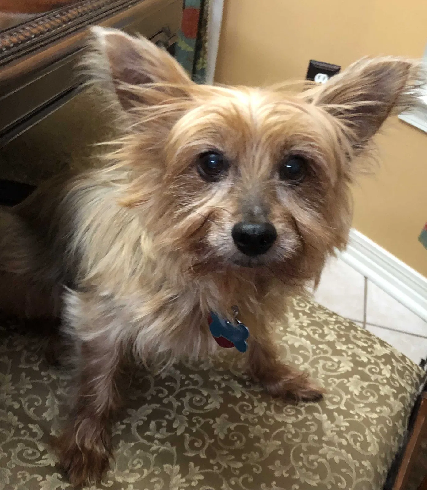 Lost dog in Clayton, AL, 36016