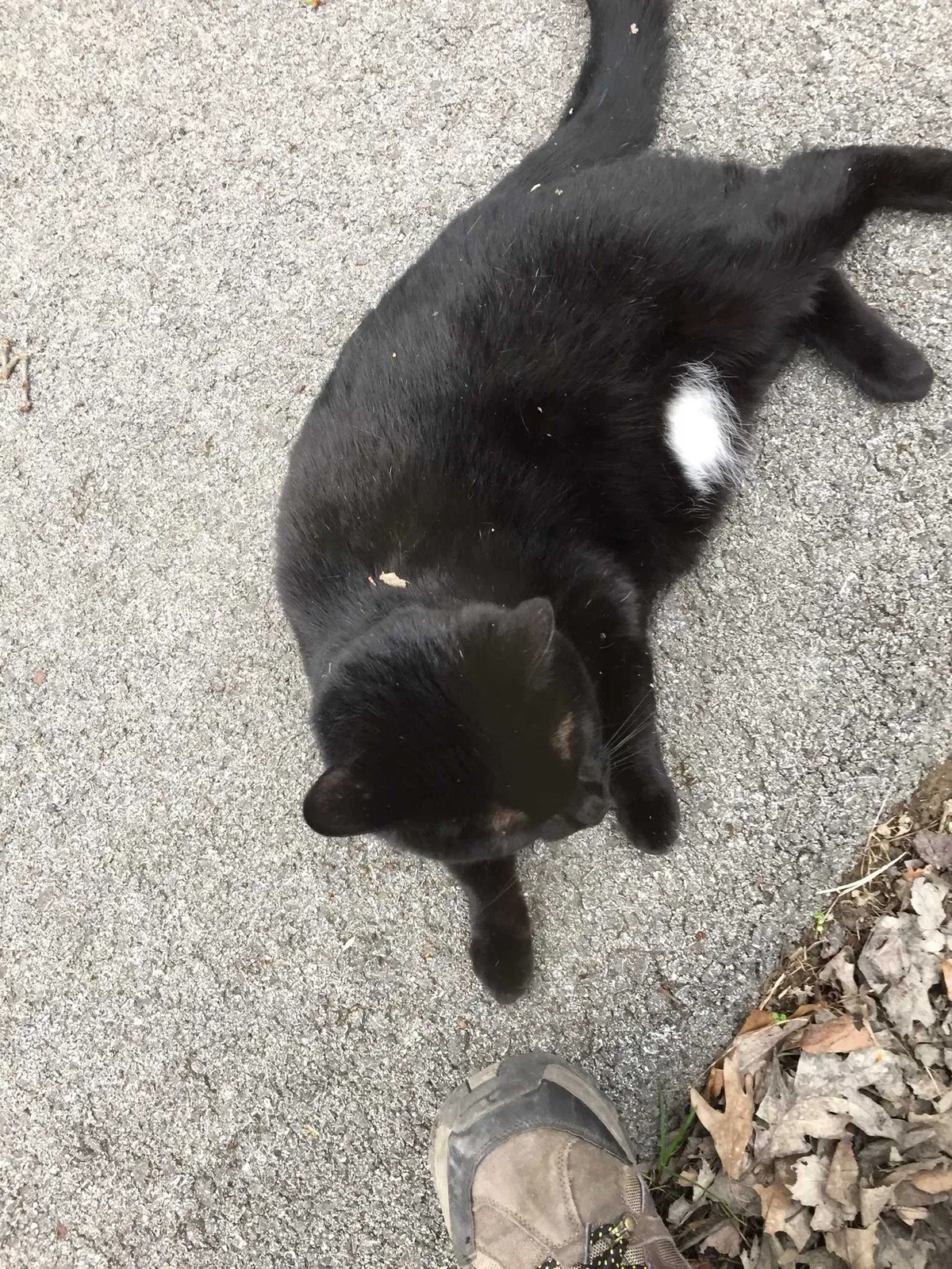 Lost cat in Port Saint Lucie, FL, 34953