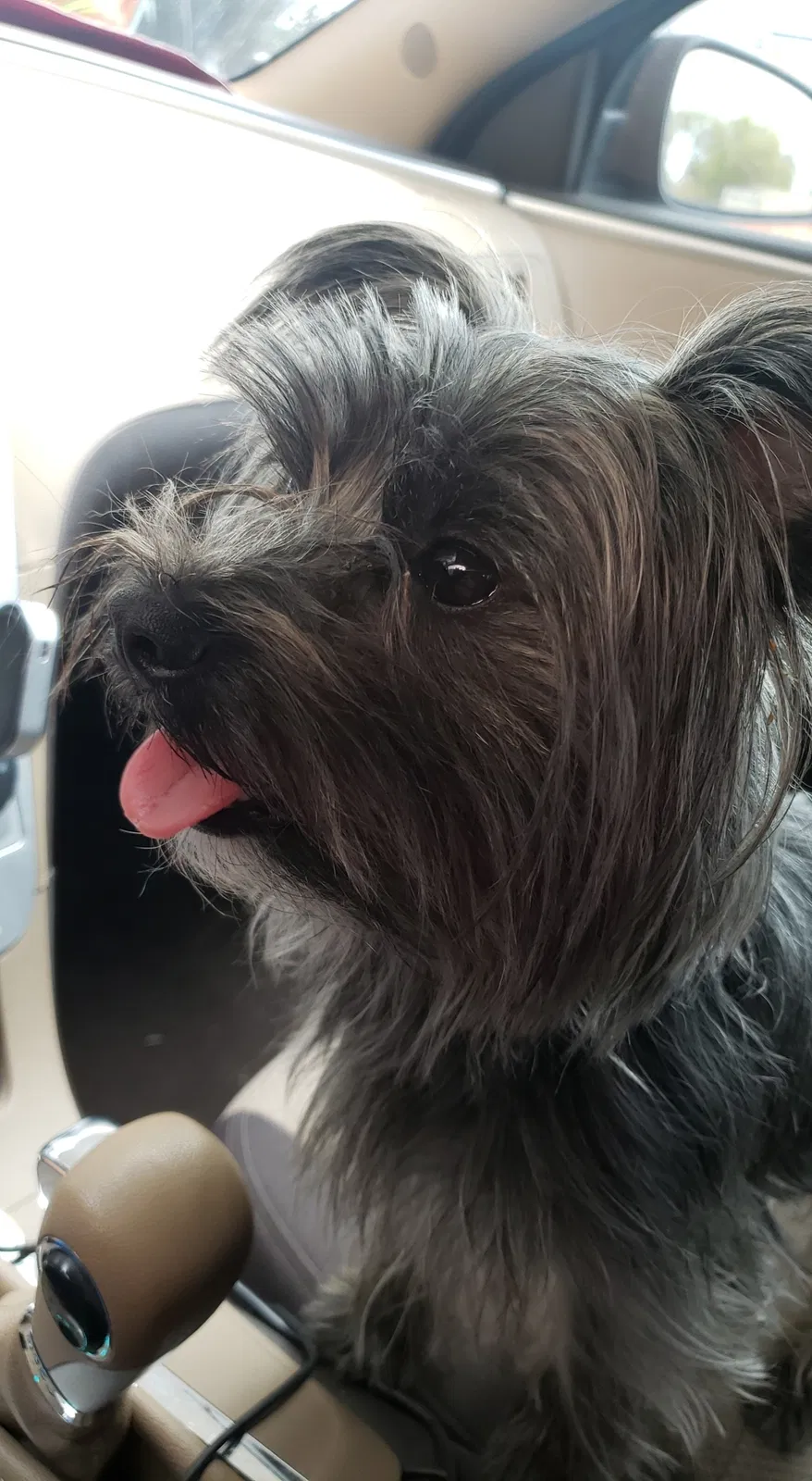 Lost dog in Wichita, KS, 67211