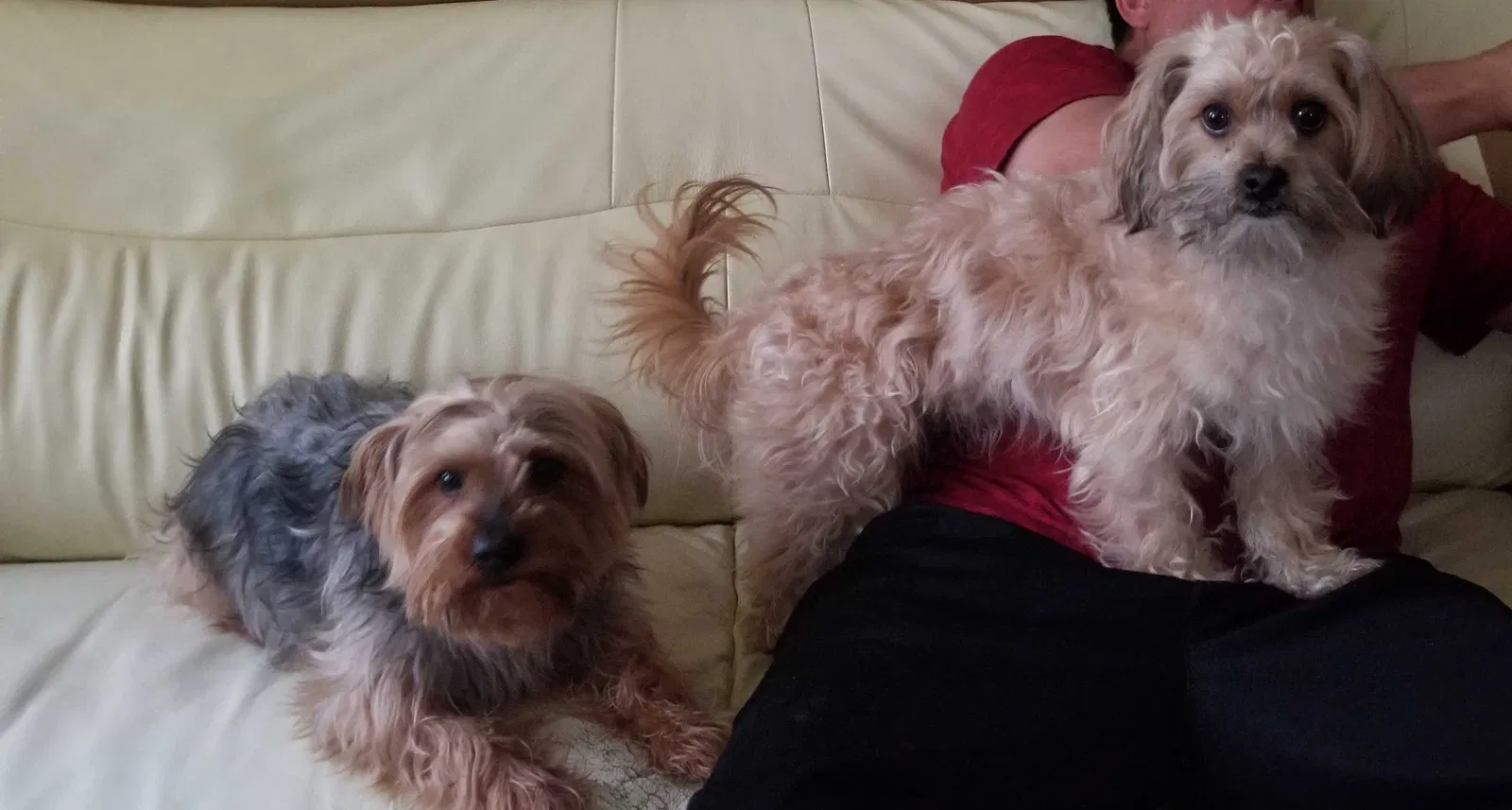Lost dog in Berwyn, IL, 60402