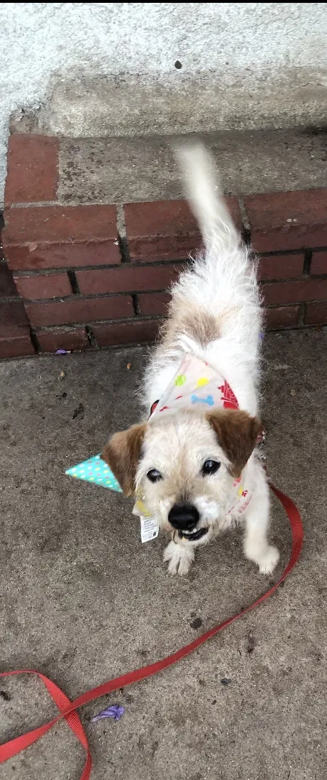 Lost dog in Long Beach, CA, 90810