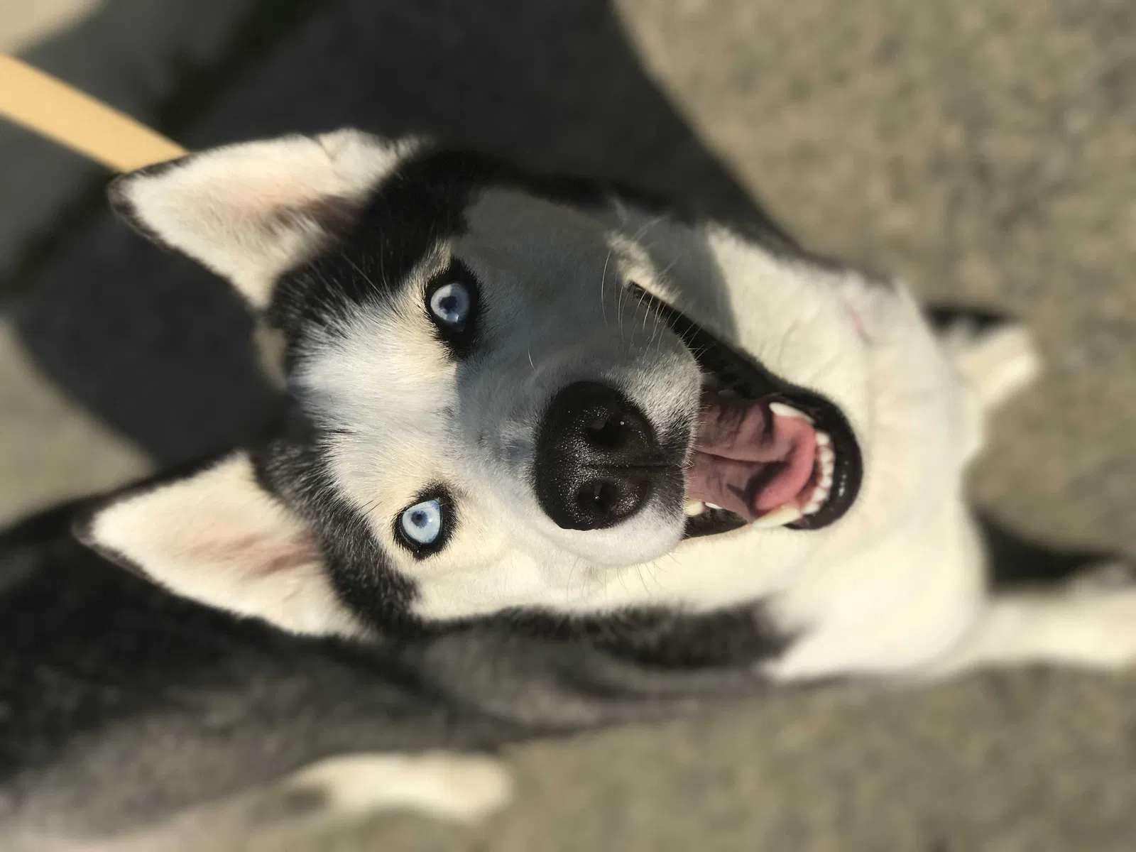 Lost dog in Katy, TX, 77493
