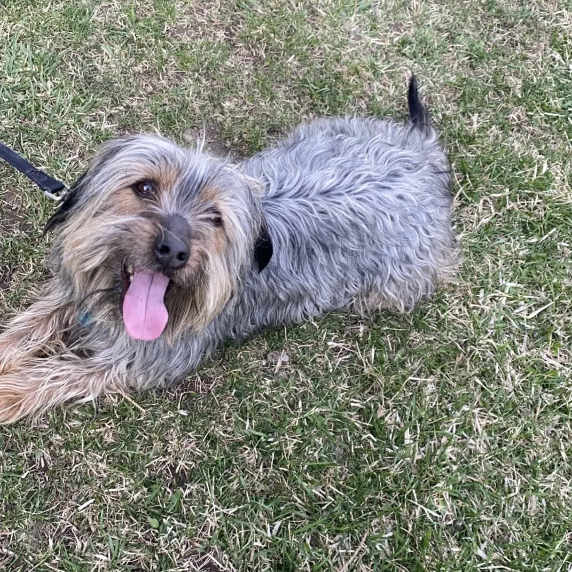 Lost dog in Capac, MI, 48014