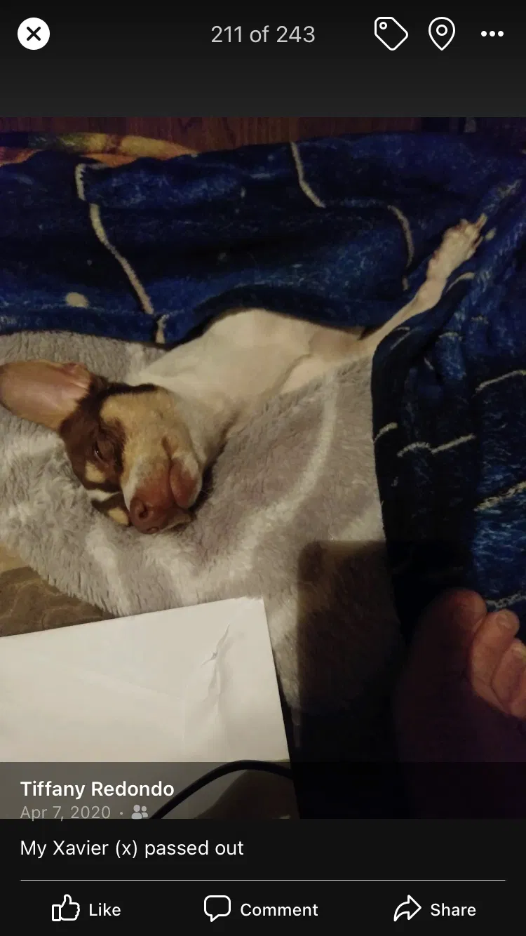 Lost dog in Fontana, CA, 92335