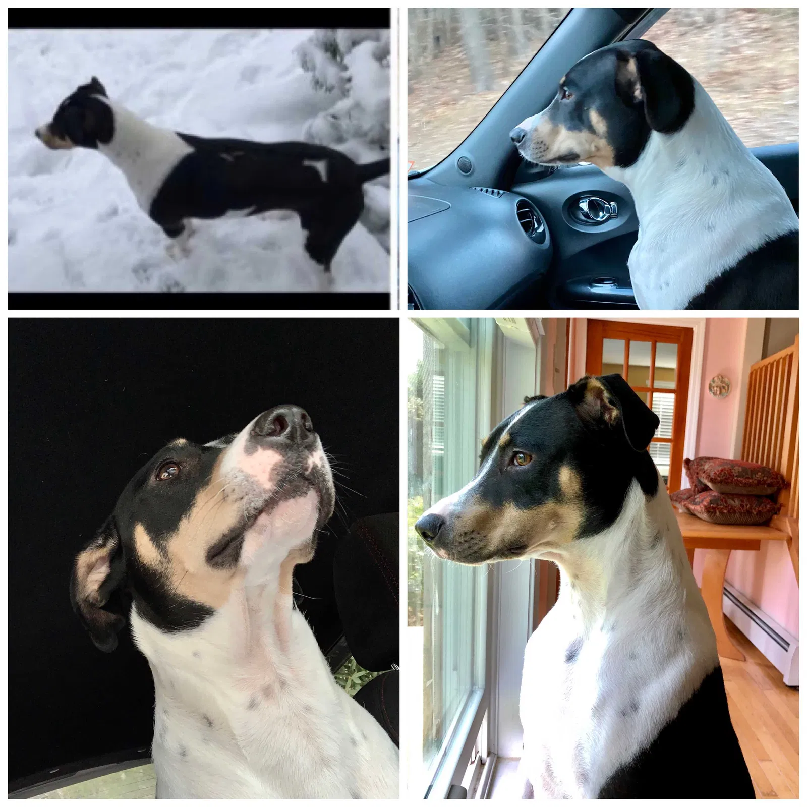 Lost dog in Spencer, MA, 1562