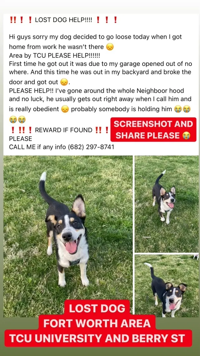 Lost dog in Fort Worth, TX, 76110