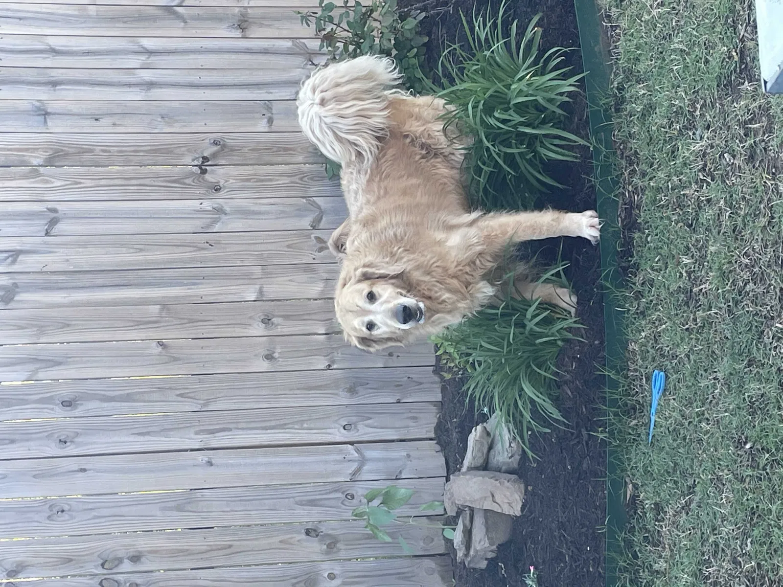 Found dog in Conway, AR, 72034
