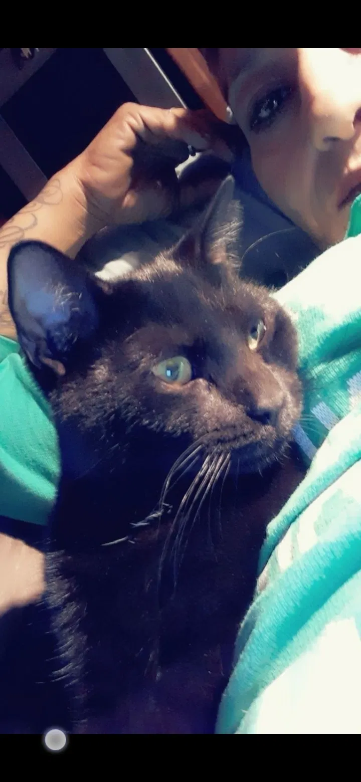 Lost cat in Phoenix, AZ, 85037