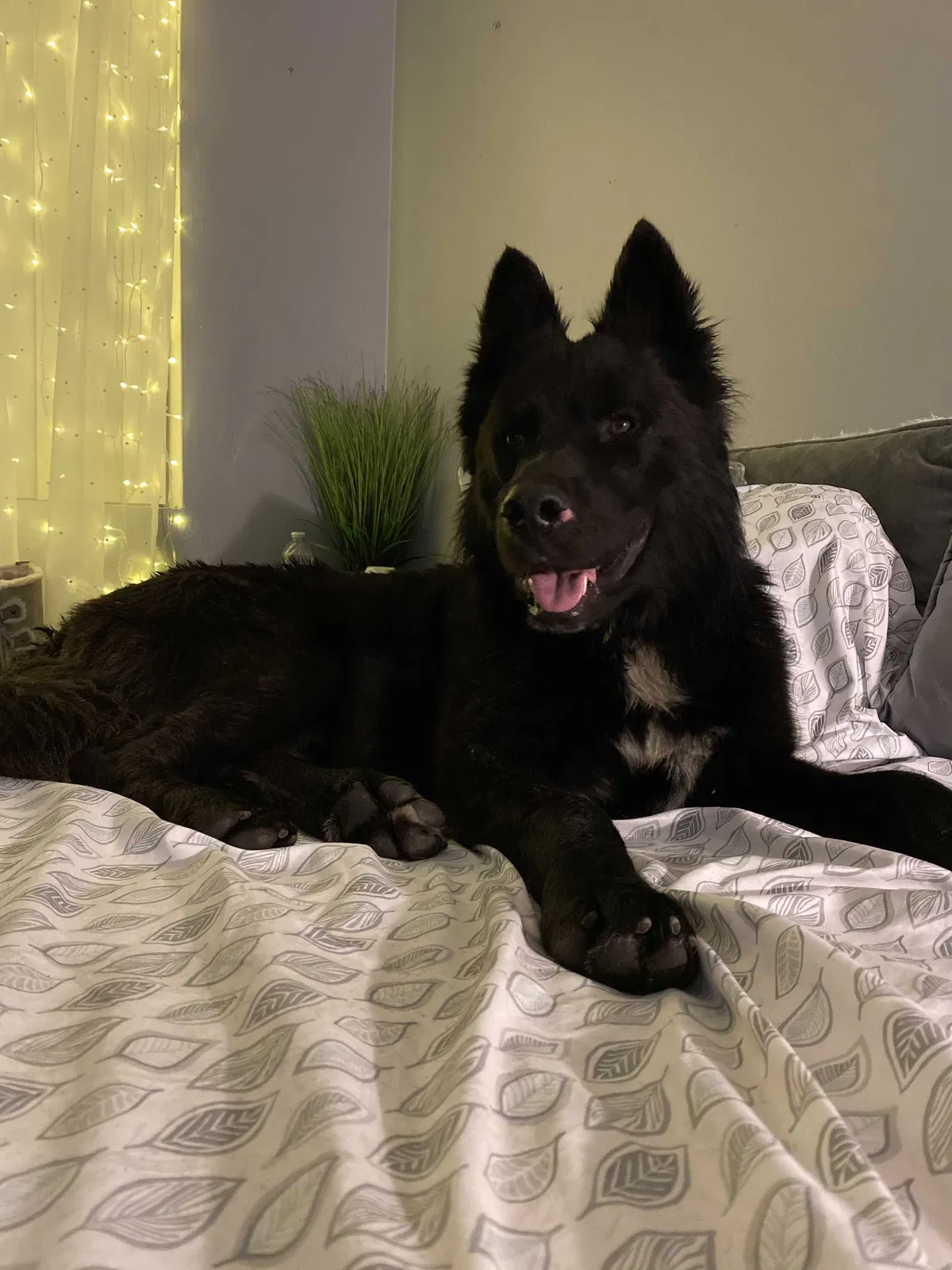Lost dog in Los Angeles, CA, 90002