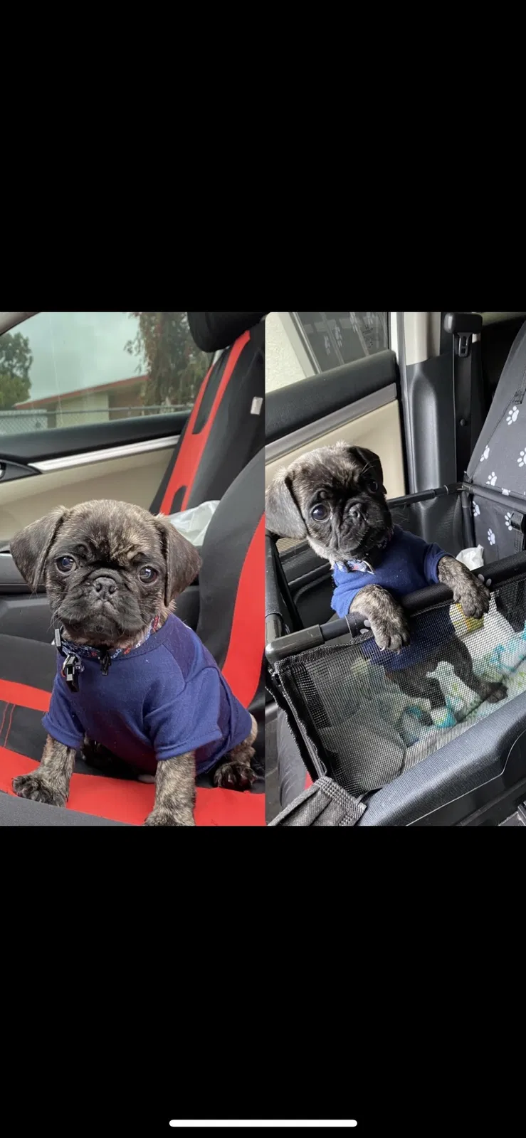 Lost dog in Rosemead, CA, 91770