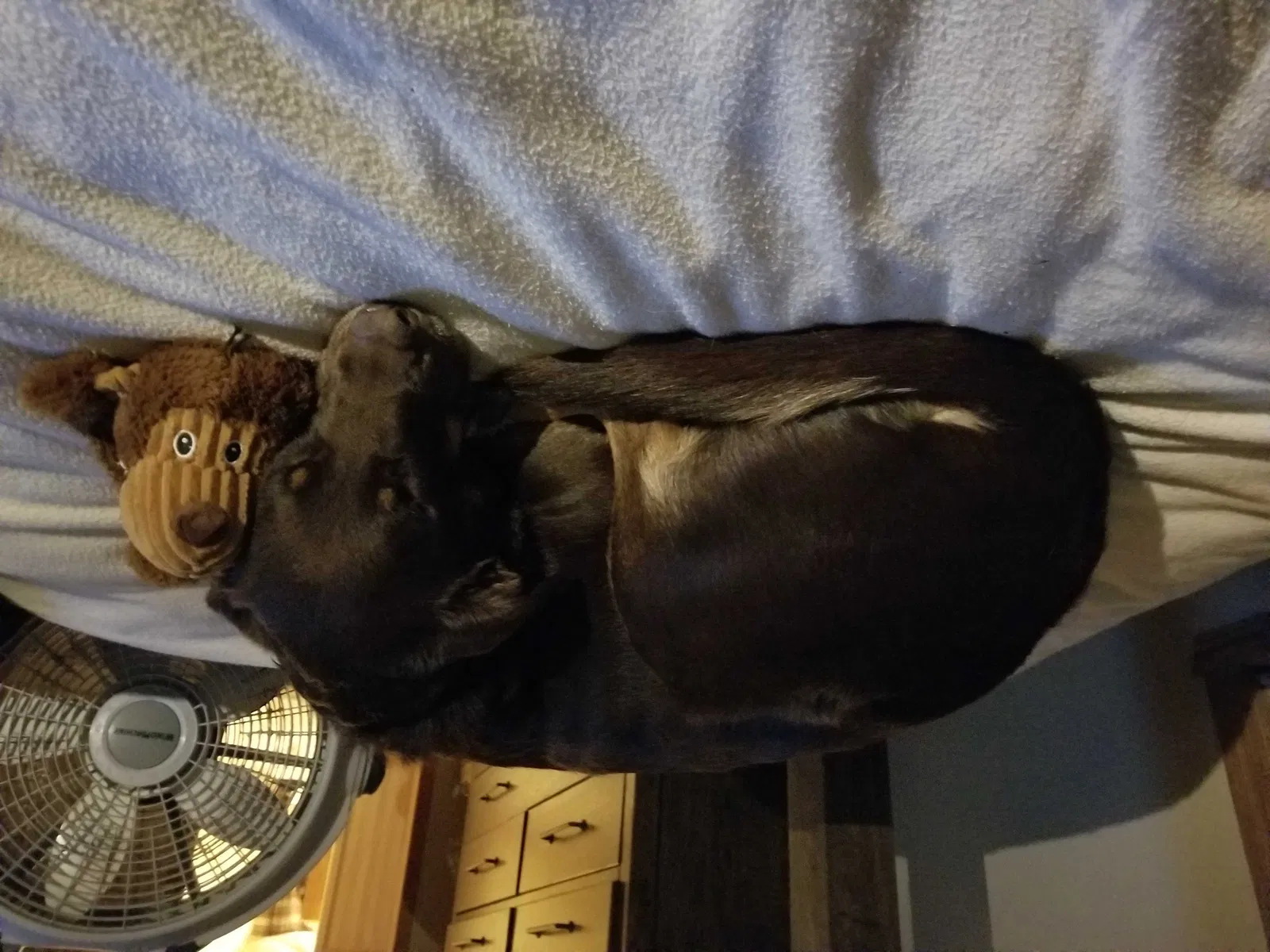 Lost dog in Machesney Park, IL, 61115