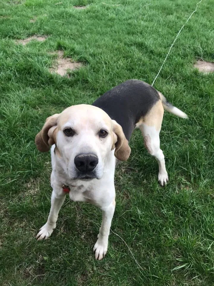 Lost dog in West Alexandria, OH, 45381