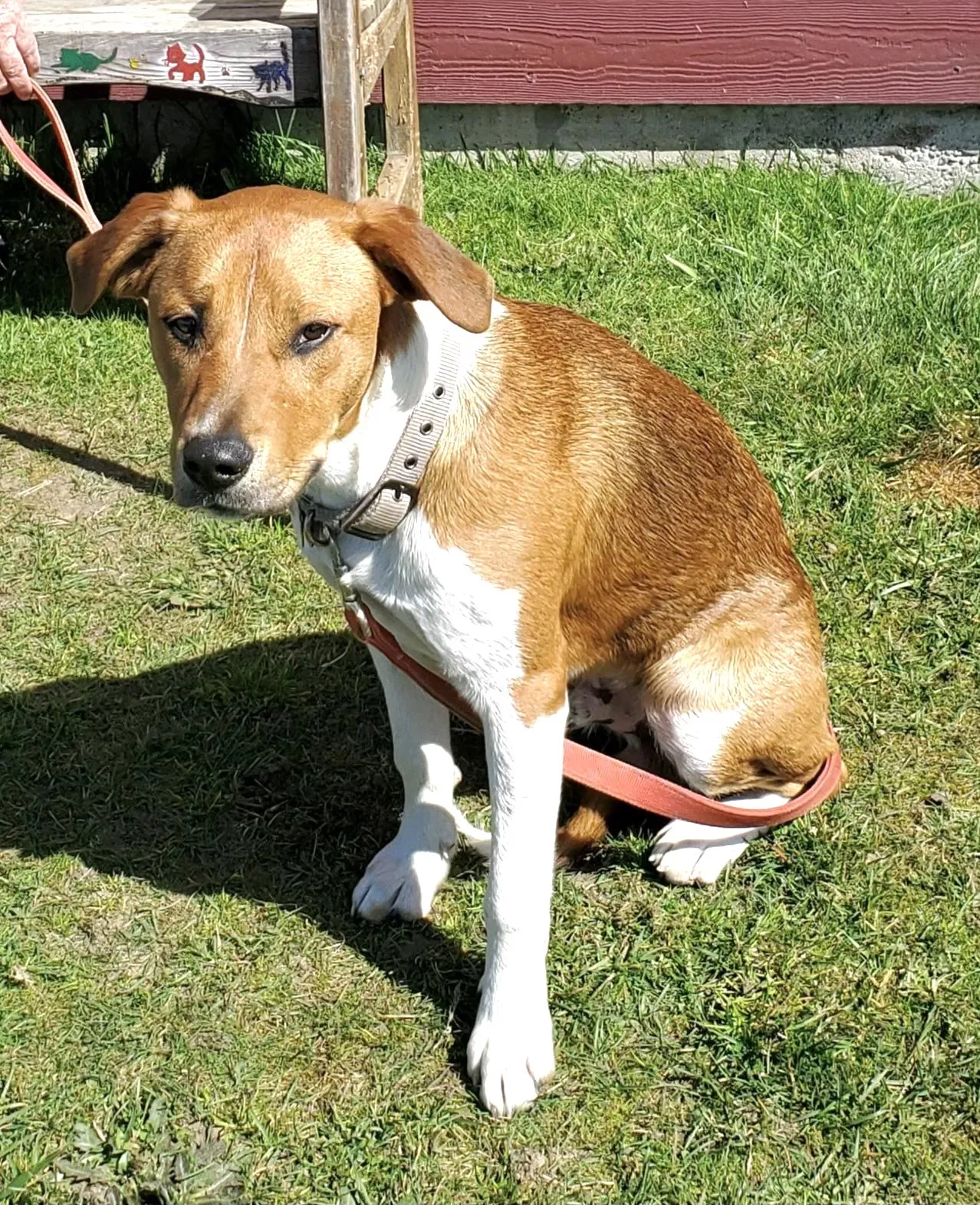 Lost dog in Portland, OR, 97217