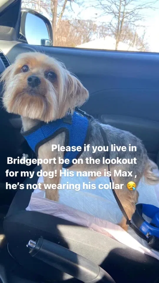 Lost dog in Bridgeport, CT, 6604