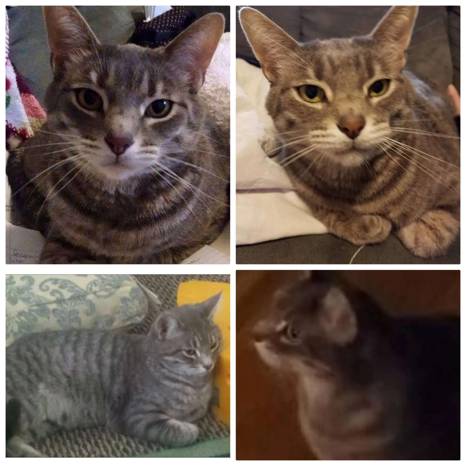 Lost cat in Brookpark, OH, 44142
