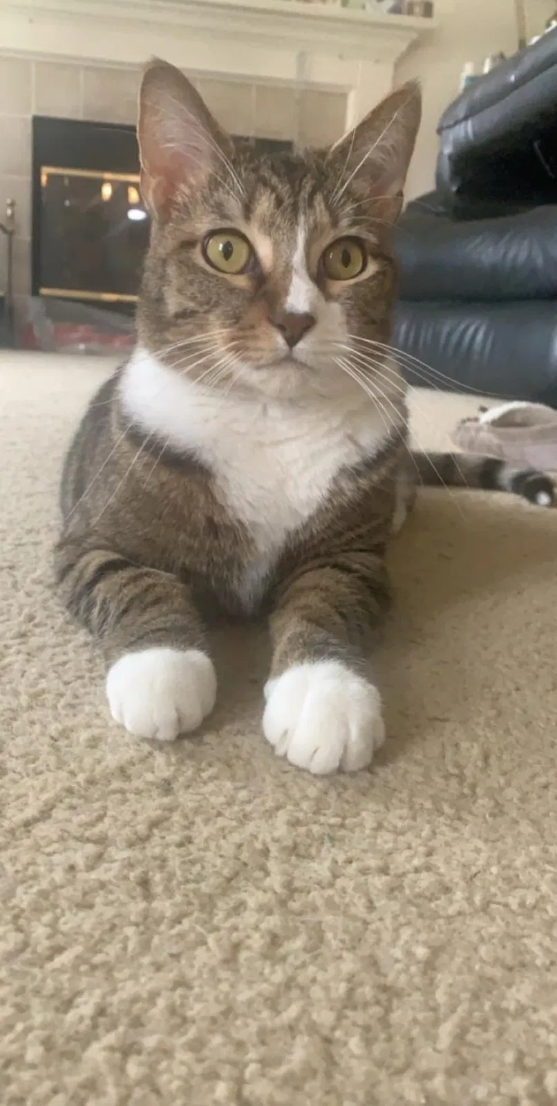 Lost cat in Indianapolis, IN, 46217