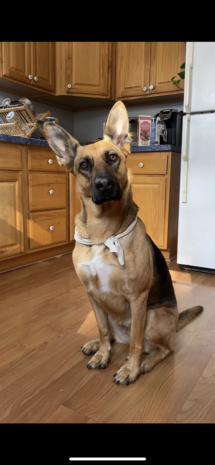 Lost dog in Highland Park, MI, 48203