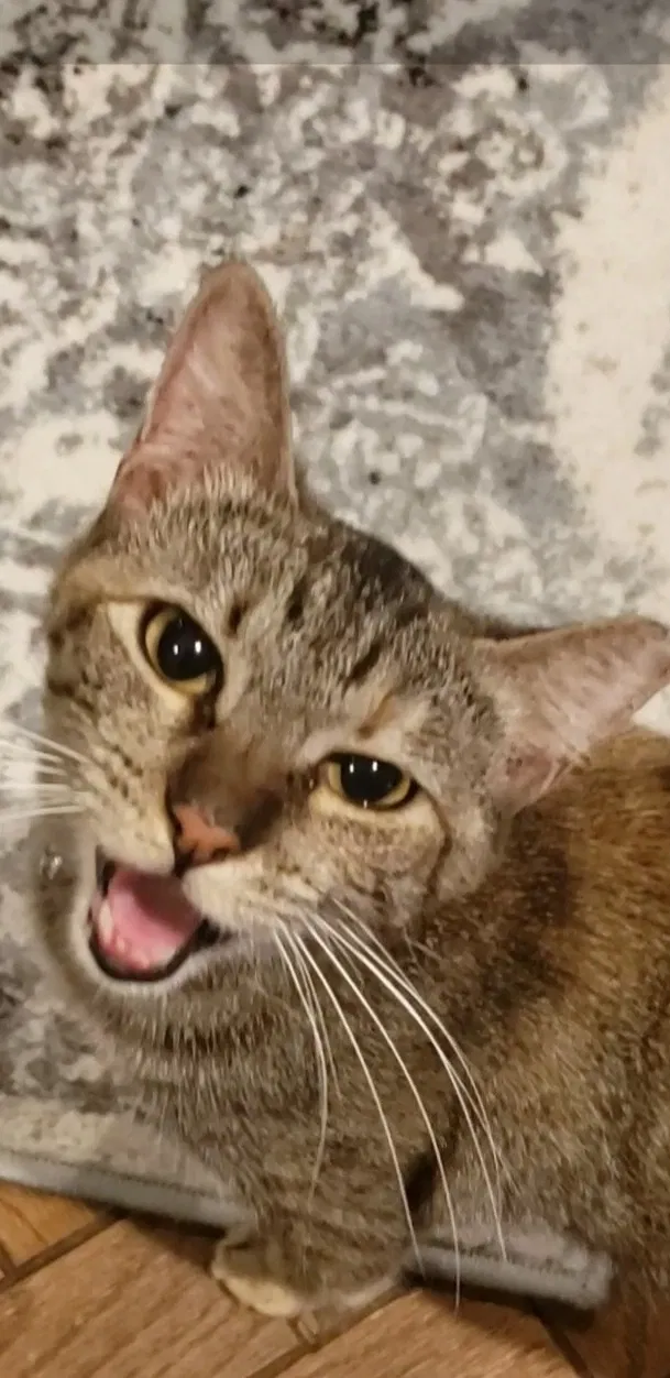 Lost cat in Fort Worth, TX, 76112