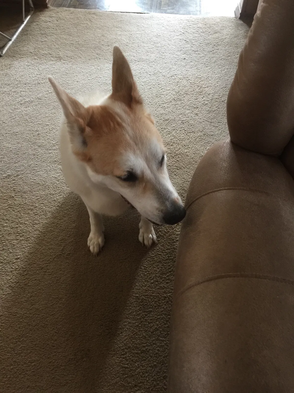 Lost dog in Keller, TX, 76248