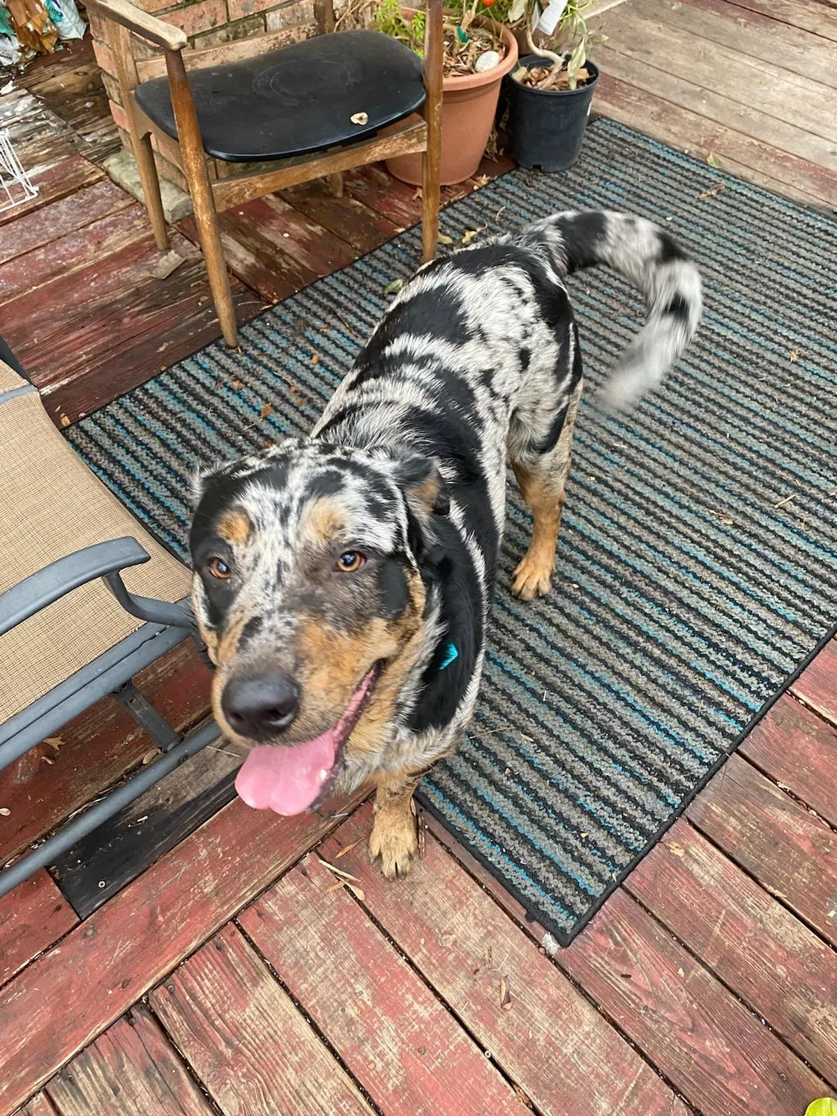 Lost dog in San Antonio, TX, 78238