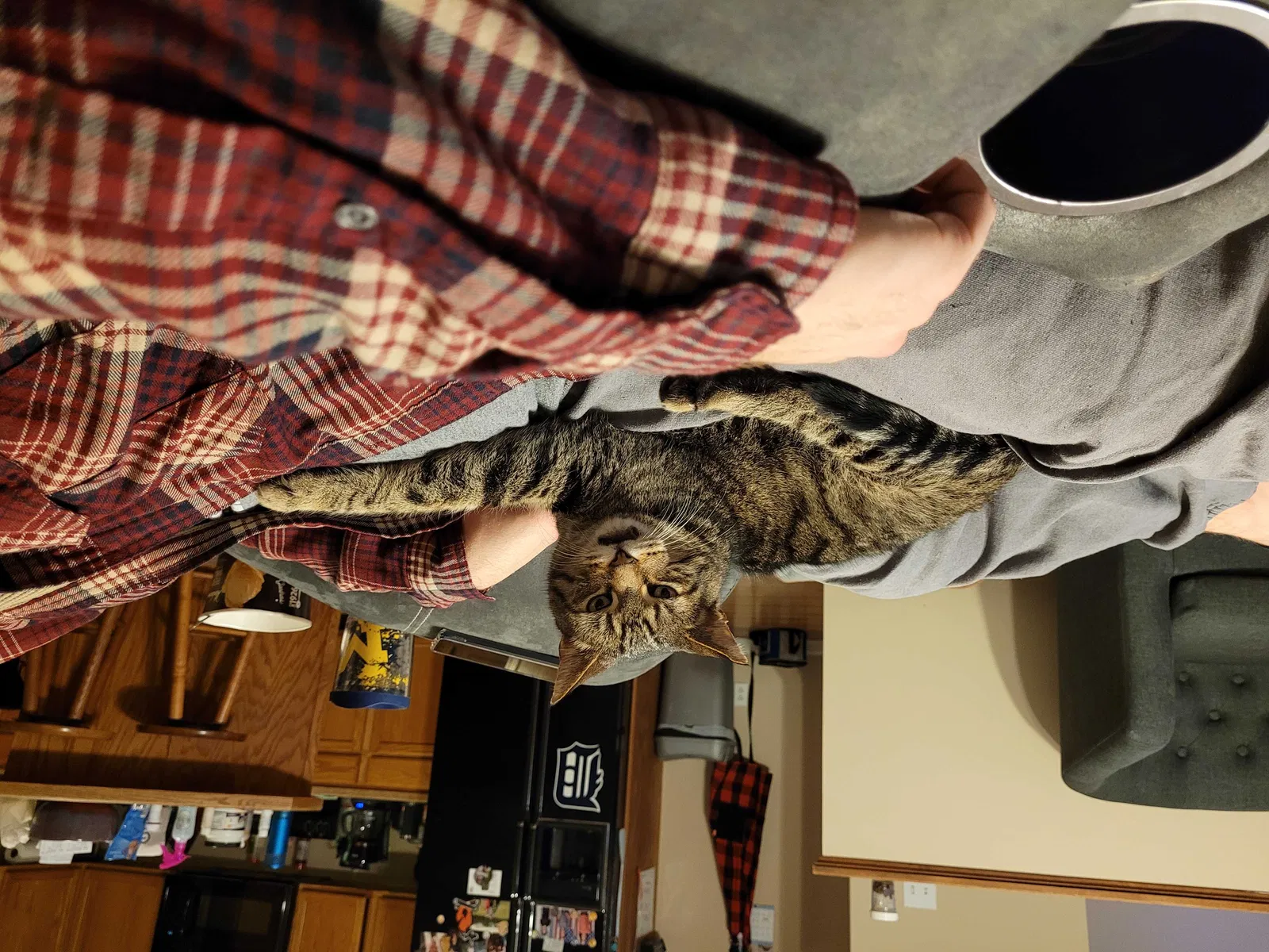 Lost cat in Otsego, MI, 49078