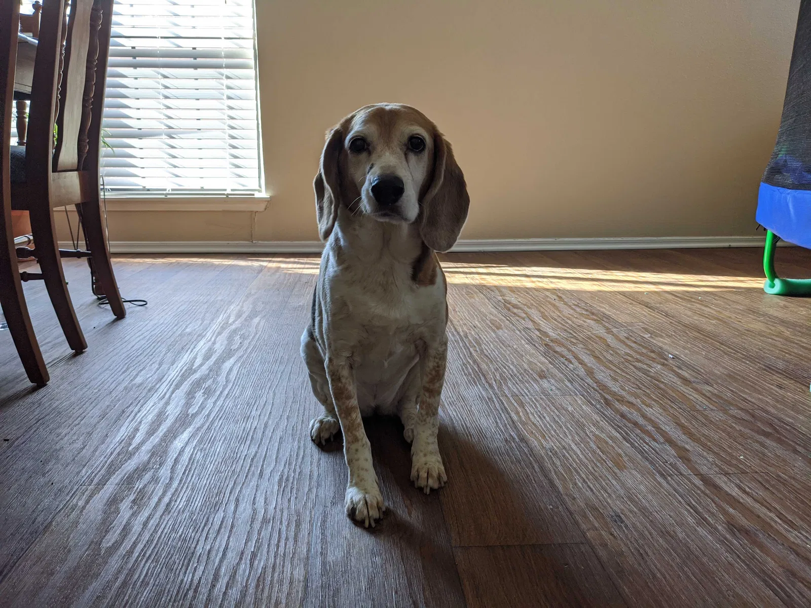 Lost dog in Plano, TX, 75025