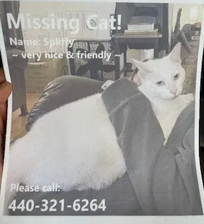 Lost cat in Eastlake, OH, 44095