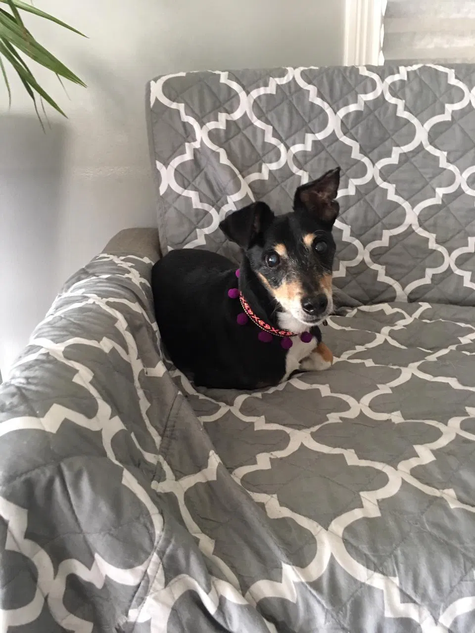 Lost dog in Ferndale, MI, 48220