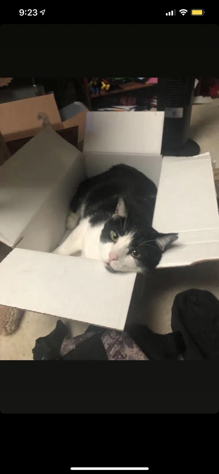 Lost cat in Richmond, VA, 23219