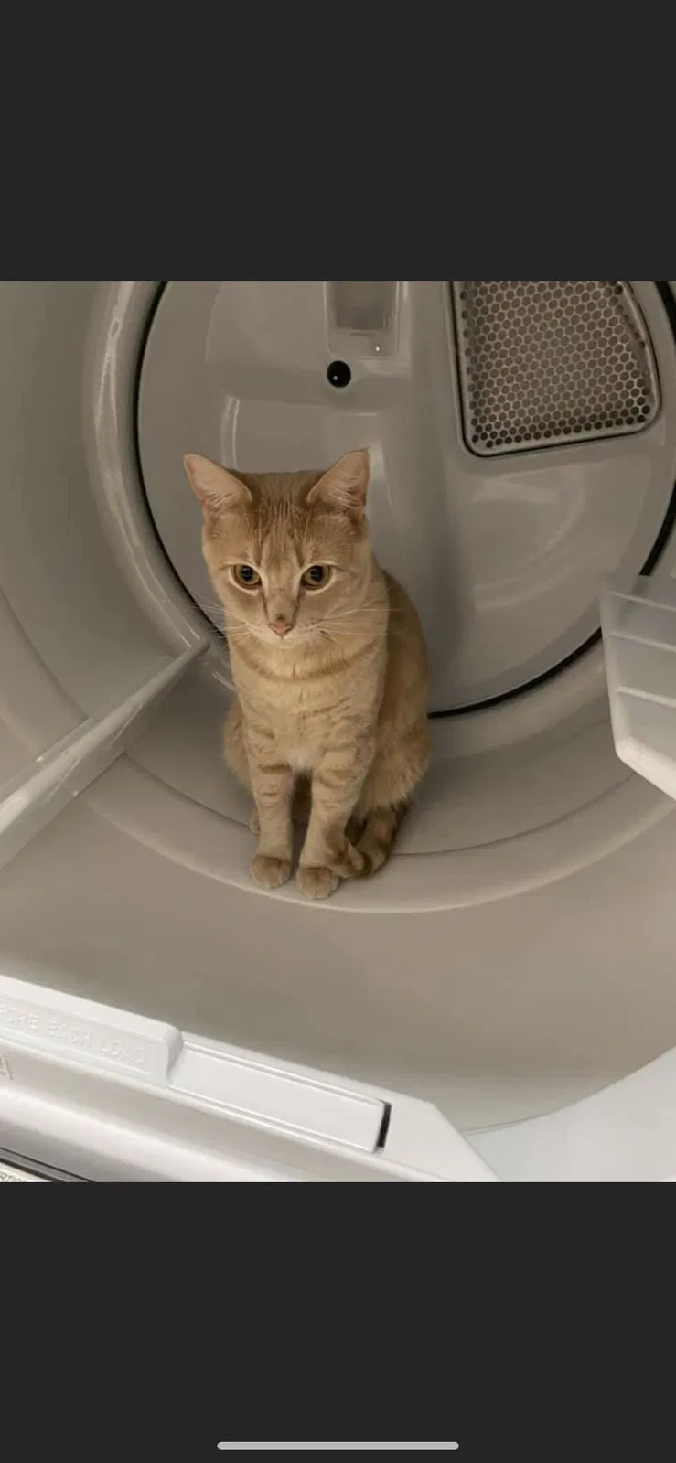 Lost cat in Maple Valley, WA, 98038