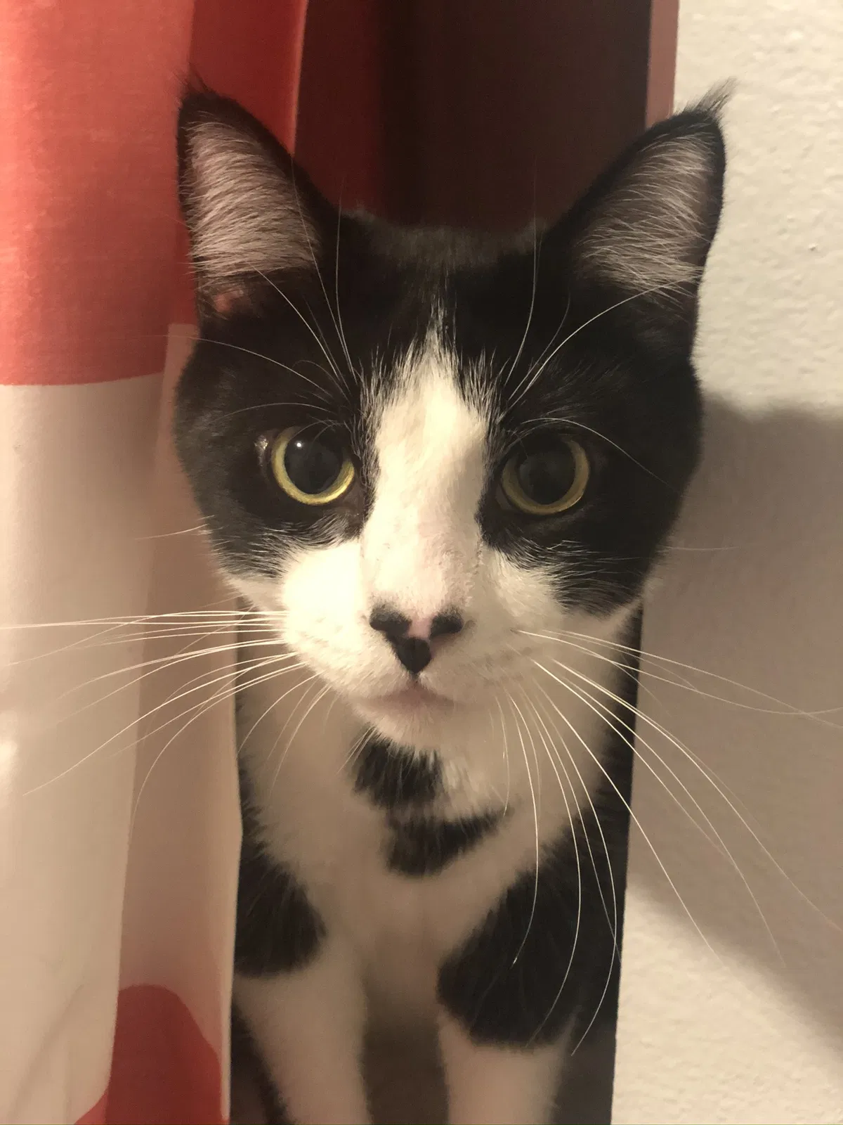 Lost cat in Yelm, WA, 98597