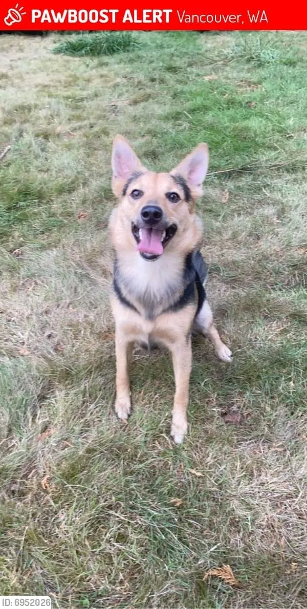 Lost dog in Vancouver, WA, 98661