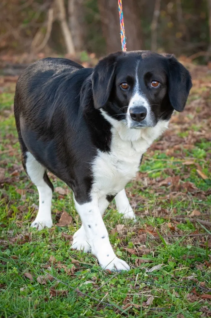 Lost dog in Smyrna, TN, 37167