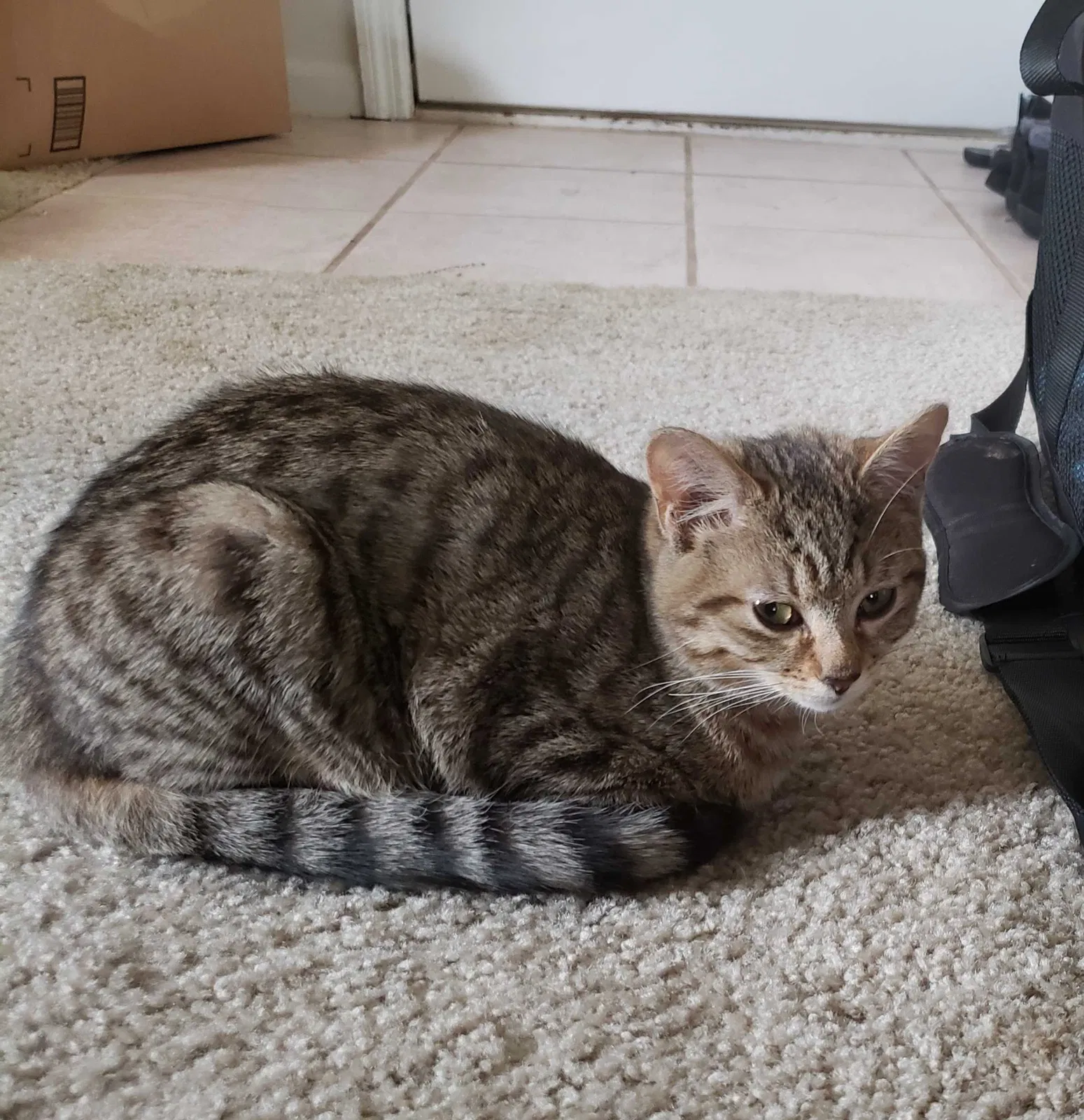Lost cat in Groveport, OH, 43125