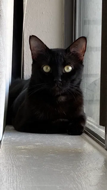 Lost cat in North Richland Hills, TX, 76180