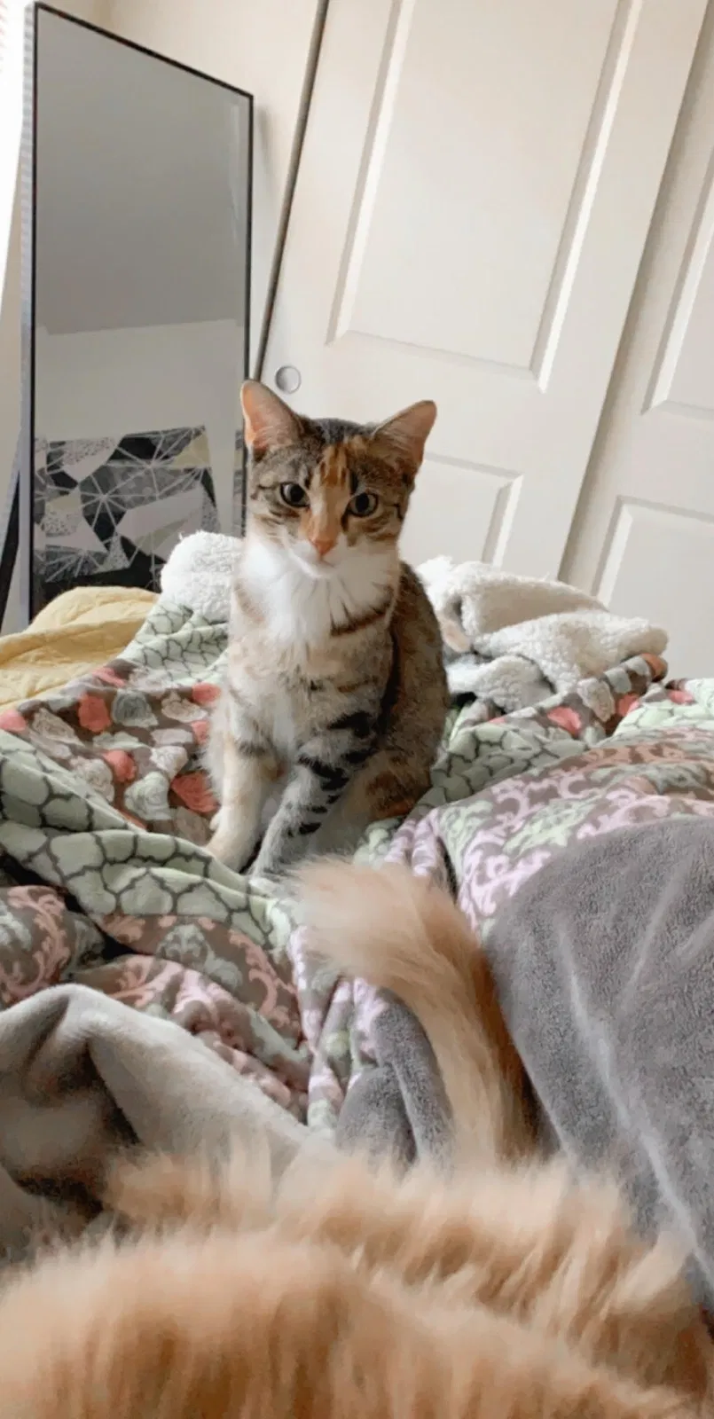 Lost cat in Albuquerque, NM, 87114
