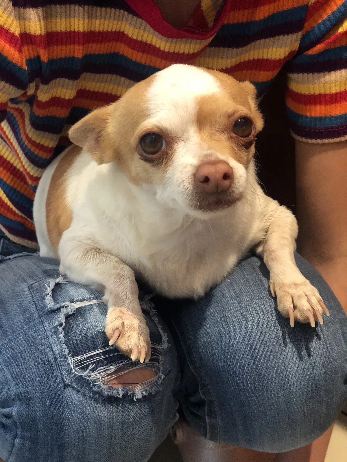 Lost dog in Las Vegas, NV, 89130
