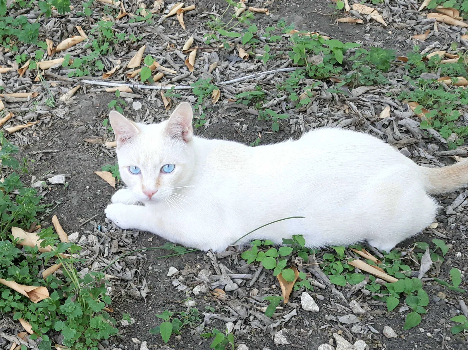 Lost cat in San Antonio, TX, 78239