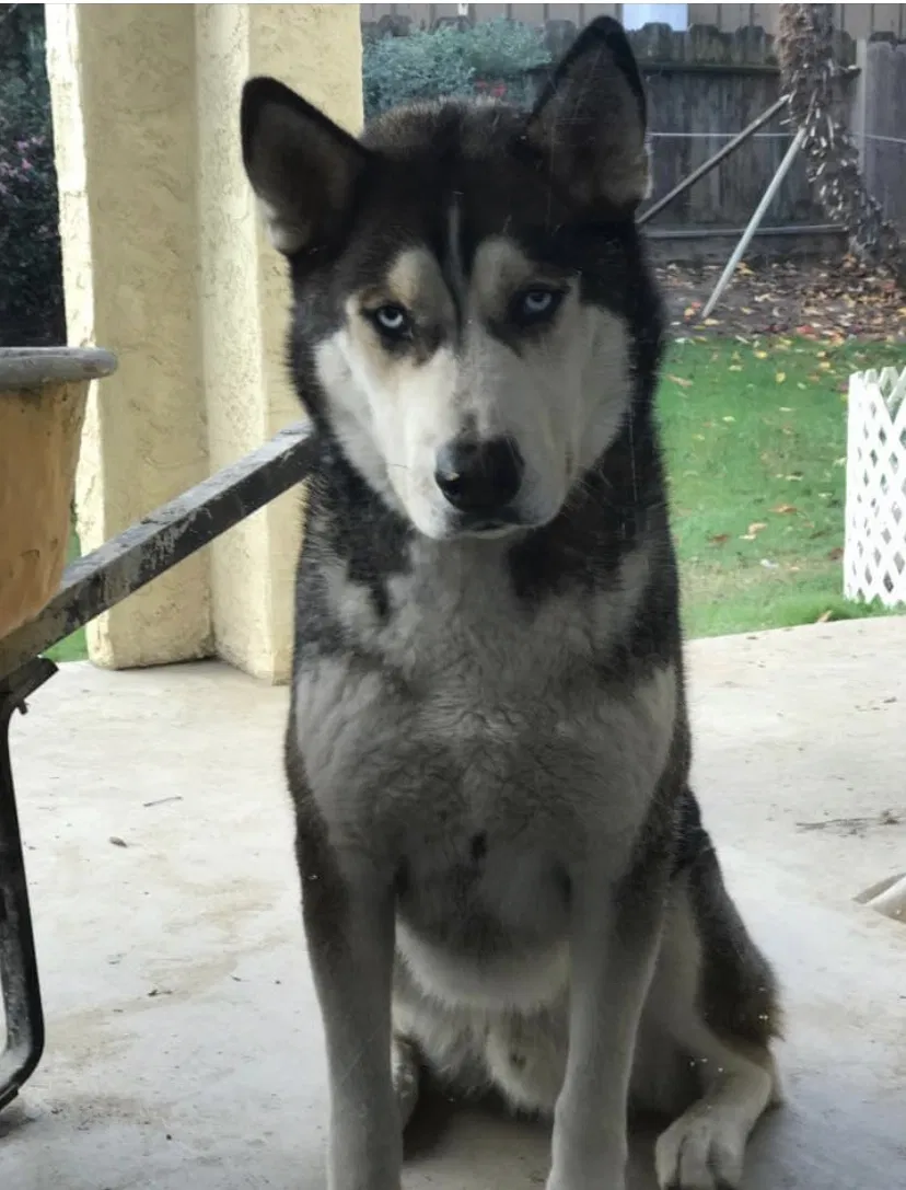 Lost dog in Atwater, CA, 95301