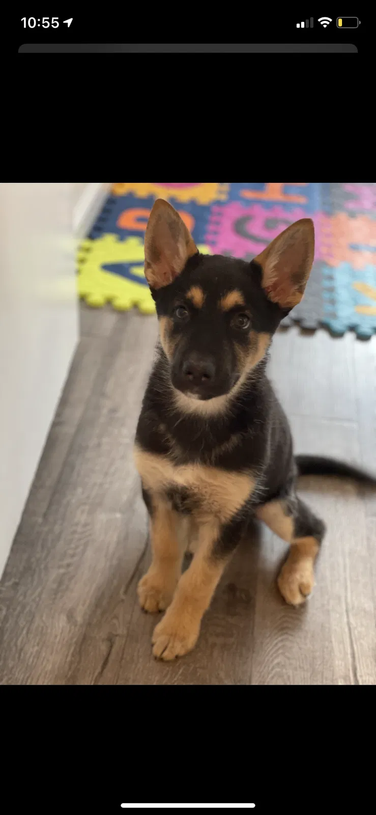 Lost dog in Carmichael, CA, 95608