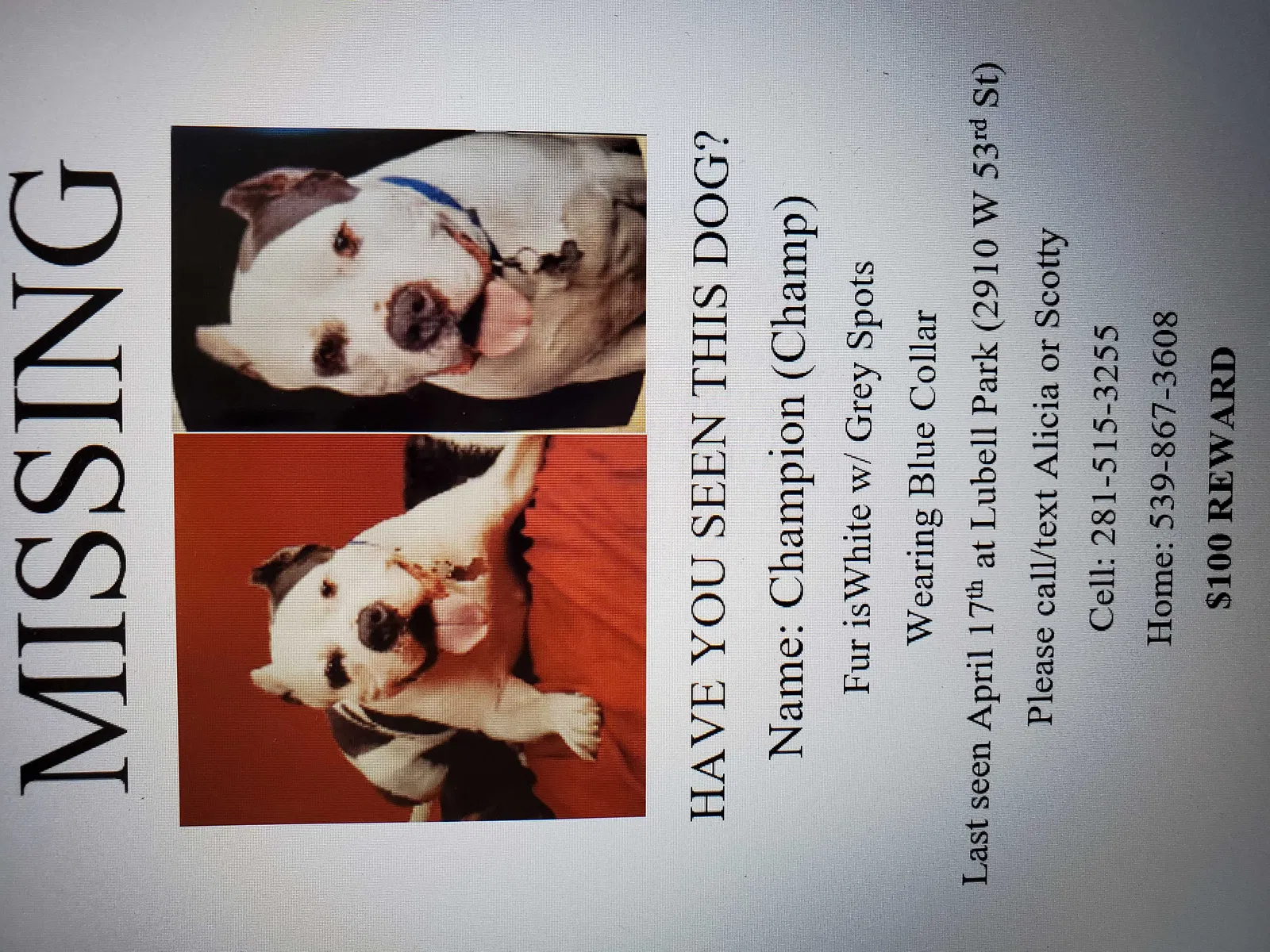 Lost dog in Tulsa, OK, 74107